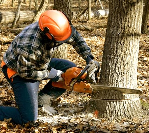 Tree Removal in Hubbardston, MA